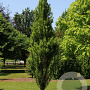 Taxodium dist. Lindsey's Skyward 170-200 cm cont. 55L extra
