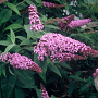 Buddleja d. 'Ile de France' 30-40 cm 2,0L