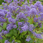 Ceanothus del. 'Henri Défossé' 30-40 cm 2,0L
