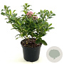 Escallonia laevis Pink Elle 25-30 cm 2,0L