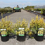 Euonymus fort. 'Emerald 'n' Gold' 25-30 cm 3,0L