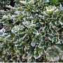 Euonymus fort. 'Emerald Gaiety' 25-30 cm 3,0L