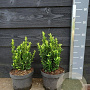 Euonymus jap. 'Green Spire' 25-30 cm 3,0L