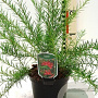 Grevillea juniperina 30-40 cm 3,0L