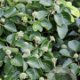Hedera arb. Compact 25-30 cm 2,0L