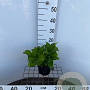 Hydrangea m. 'Blaumeise' 25-30 cm 2,0L