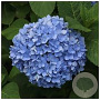 Hydrangea m. 'Nikko Blue' 30-40 cm 5,0L