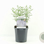 Perovskia atripl. 'Prime Time' 30-40 cm 2,0L