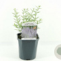 Perovskia atripl. 'Prime Time' 30-40 cm 2,0L