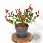 Photinia fraseri 'Little Red Robin' 25-30 cm 3,0L