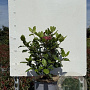 Viburnum tin. 'Gwenllian' 25-30 cm 3,0L