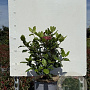 Viburnum tin. 'Gwenllian' 25-30 cm 3,0L