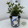 Viburnum tin. Spirit 25-30 cm 3,0L