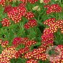 Achillea m. Milly Rock Red GM  P11