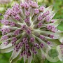 Astrantia 'Buckland' GM  P11