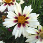 Coreopsis 'Starlight' 50-60 cm 5,0L