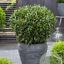 Prunus Sofia 25-30 cm 3,0L