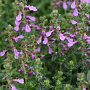 Teucrium chamaedrys 'Album' GM P9 BIO
