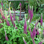 Teucrium hyrcanicum Purple Tails GM P9