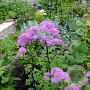 Thalictrum aquilegifolium 'Thundercloud' GM P9