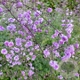 Thalictrum delavayi 'Hewitt's Double' GM P9