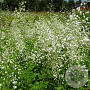 Thalictrum delavayi 'Splendide White' GM C1 BIO