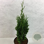 Thuja occidentalis 'Brobeck's Tower' 40-50 cm 3,0L