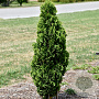 Thuja occidentalis 'Brobeck's Tower' 60-70 cm 10L