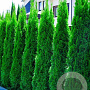Thuja occidentalis 'Smaragd' 140-160 cm met kluit