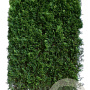 Thuja occidentalis 'Smaragd' 200 Hoog Haagelement 100Bx40D