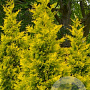 Thuja occidentalis 'Yellow Ribbon' 20-30 cm 2,0L