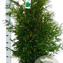 Thuja occ. 'Brabant' 100-125 cm met kluit