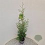 Thuja occ. 'Brabant' 100-125 cm 3,0L