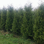 Thuja occ. 'Brabant' 200-225 cm met kluit