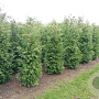 Thuja occ. 'Brabant' 225-250 cm met kluit