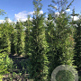 Thuja occ. 'Brabant' 225-250 cm met kluit