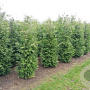 Thuja occ. 'Brabant' 225-250 cm met kluit