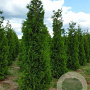 Thuja occ. 'Brabant' 350-400 cm draadkluit verplant