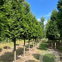 Thuja occ. 'Brabant' 25-30 HO draadkluit