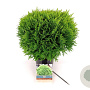 Thuja occ. 'Danica' 25-30 cm 2,0L