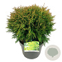 Thuja occ. 'Danica' 35 cm 6,5L