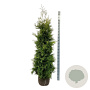 Thuja occ. 'Golden Brabant' 180-200 cm met kluit extra