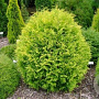 Thuja occ. 'Golden Globe' 200-225 cm draadkluit