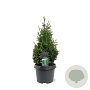 Thuja occ. 'Hurricane' 40-50 cm 3,0L