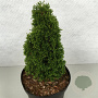 Thuja occ. 'Maks' 20-25 cm 3,0L
