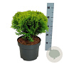 Thuja occ. 'Mirjam' 30-40 cm 6,5L
