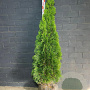 Thuja occ. 'Smaragd' 100-120 cm met kluit
