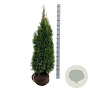 Thuja occ. 'Smaragd' 120-140 cm met kluit extra