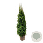 Thuja occ. 'Smaragd' 160-180 cm met kluit