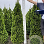 Thuja occ. 'Smaragd' 160-180 cm met kluit